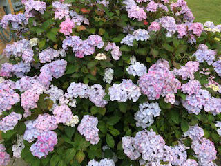 Blomster